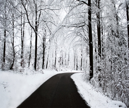 Long And Winding Road - black, trees, white, winter, road, snow, forest