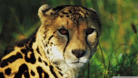 cheetah - cat, cheetah, feline, grass