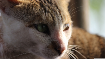 enjoying the warm sunny reflections - sill, window, feline, cat