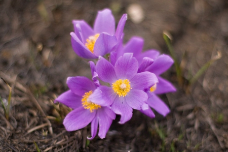 â™¥ - flowers, purple, nature, soft