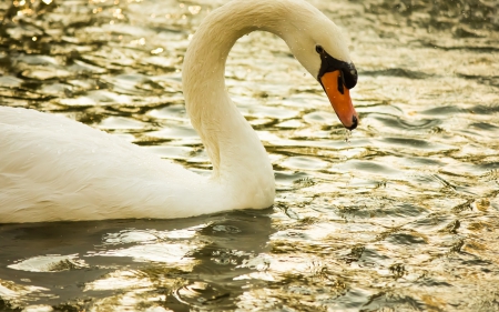 elegant swan - swan, water, bird, eleant