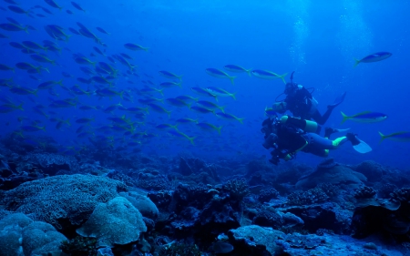 underwater fish - coral, fish, diver, underwater