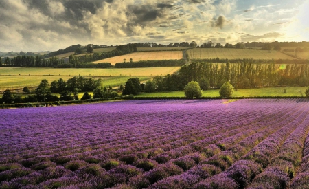 Lavender Field - nature, field, flowers, lavender