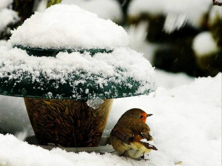 Refuge - bird, winter, food, snow, shelter