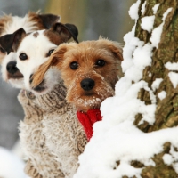 Winter dogs