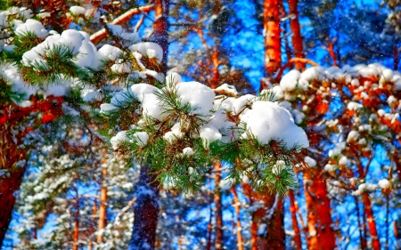 Snowflakes - pine trees, nature, pine branches, snow, crystal ice, sky