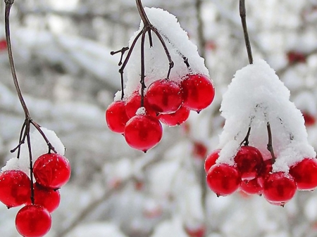 First Snow - winter, nature, red berries, snow