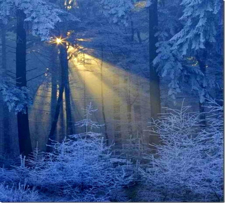 Holiday light - rays, forest, blue, snow, winter