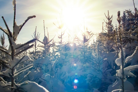 Winter Time - winter, tree, cold, snow