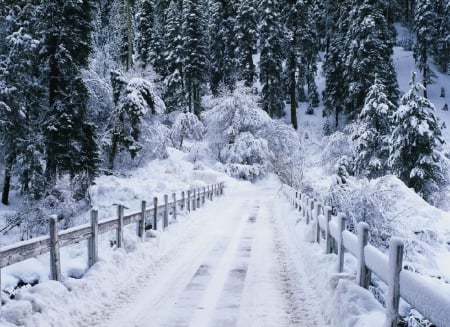 Winter Time - Cold, Winter, Snow, Tree