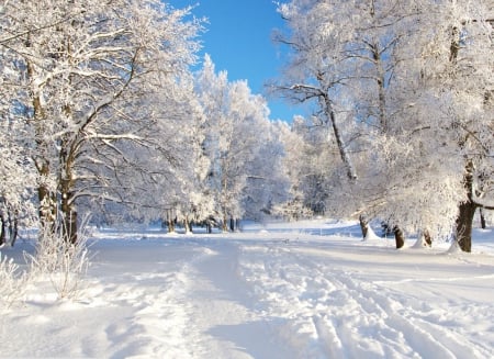 Winter Time - white, winter, tree, snow