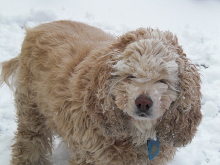 Winter Time - animal, winter, snow, dog