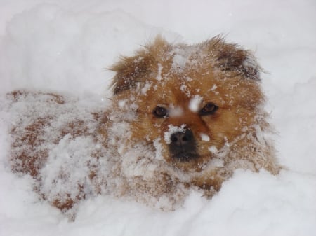 Winter Time - animal, winter, dog, snow