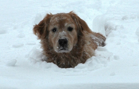 Winter Time - animal, winter, dog, snow