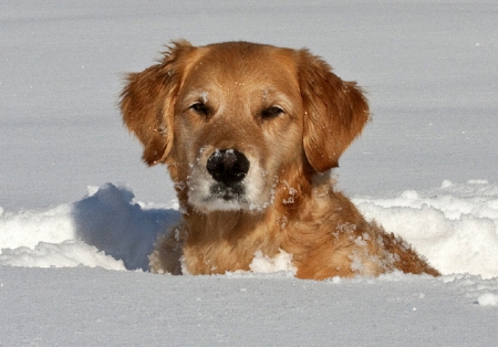 Winter Time - animal, winter, dog, snow