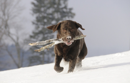 Winter Time - animal, winter, dog, snow