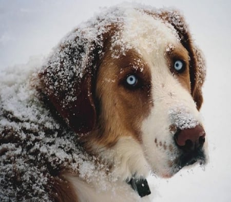 Winter Time - animal, winter, dog, snow