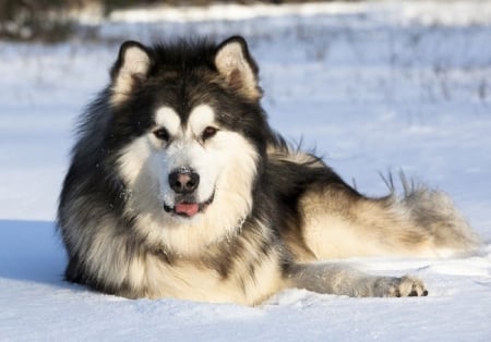 Winter Time - animal, winter, dog, snow