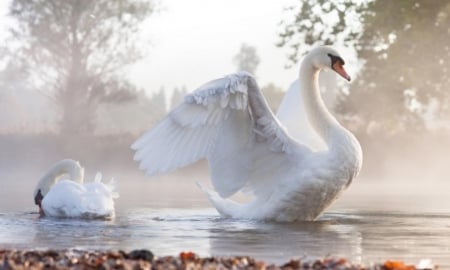 ♥♥ - lake, white, swans, beautiful