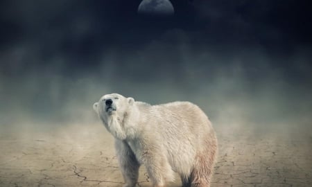 A Polar Bear's Tale - image, tale, bear, polar