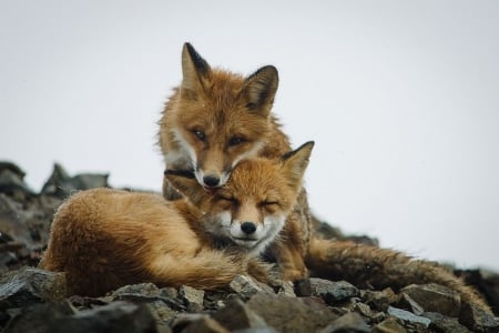 Together - abstract, predators, fox, photography, wilderness, cu, sweet, nature, cute, puppy, animals, wildlife, red fox, wild, wallpaper