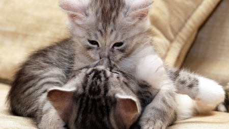 Kitty Kiss - grey and white, kiss, hug, love, kitty