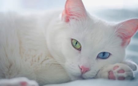 NAME IS SNOWBALL - gorgeous, beautiful, blue, eyes, green, color