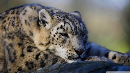 leopard - cat, feline, rock, leopard