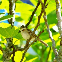 bird in fig tree