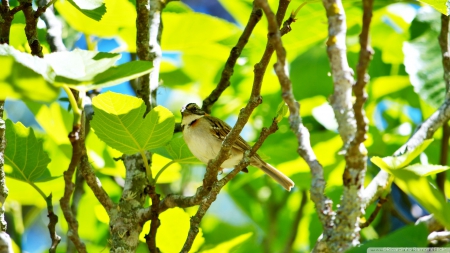 bird in fig tree - fig, bird, leaf, tree