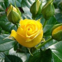 Yellow Rose