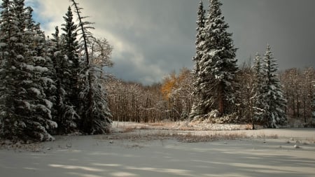 Winter - winter, nature, trees, snow