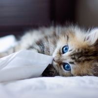 Kitty with blue eyes