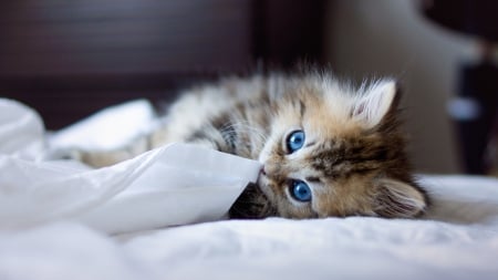 Kitty with blue eyes - lying down, bed, kitty, blue eyes