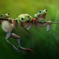 Frogs