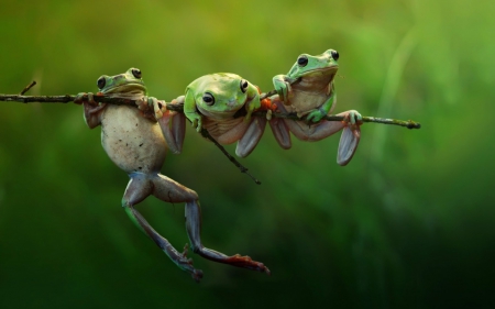 Frogs - trio, frog, branch, green, animal, funny