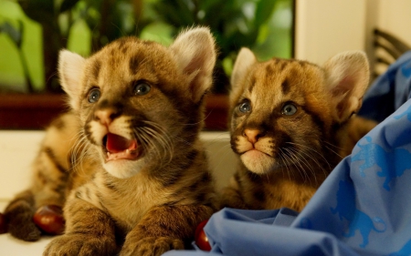 Mountain lion cubs - animal, cub, puma, mountain lion, cute, couple