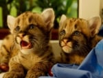 Mountain lion cubs