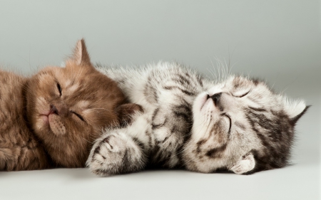 Kittens - animal, cute, kitten, cat, sweet, sleep