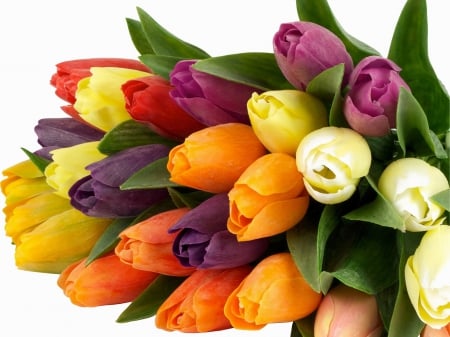 Colors of tulips - flowers, beautiful, tulip, colors