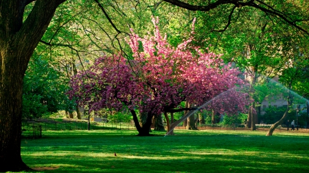 Wonderful Tree - wonderful, forest, tree, beautiful