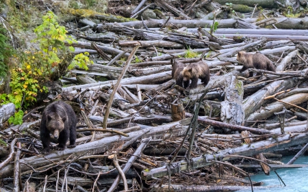 Mother Bear and her 3 Cubs - Bears, Animals, Canada, BC