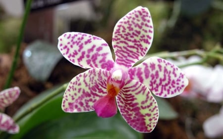 orchid - orchid, flower, leaf, green