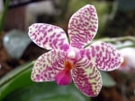 orchid