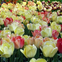 Colorful Tulips