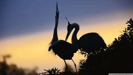 a pair of cranes - crane, sunset, grass, bird