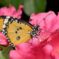 butterfly on pink flower