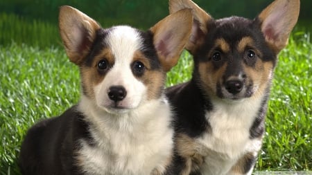 corgi puppies - corgi, canine, puppy, dog