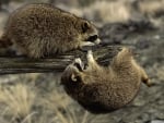 raccoons on branch