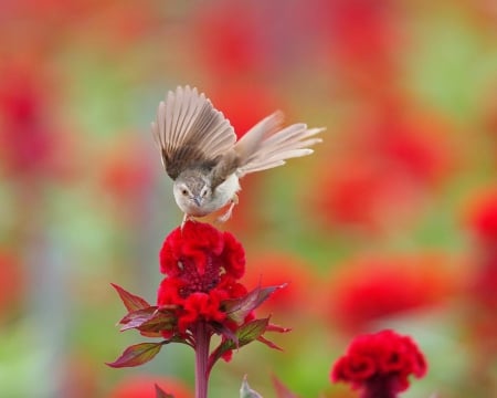 Bird on the Flowers - flowers, red, animals, bird